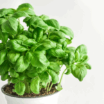 couper-basilic