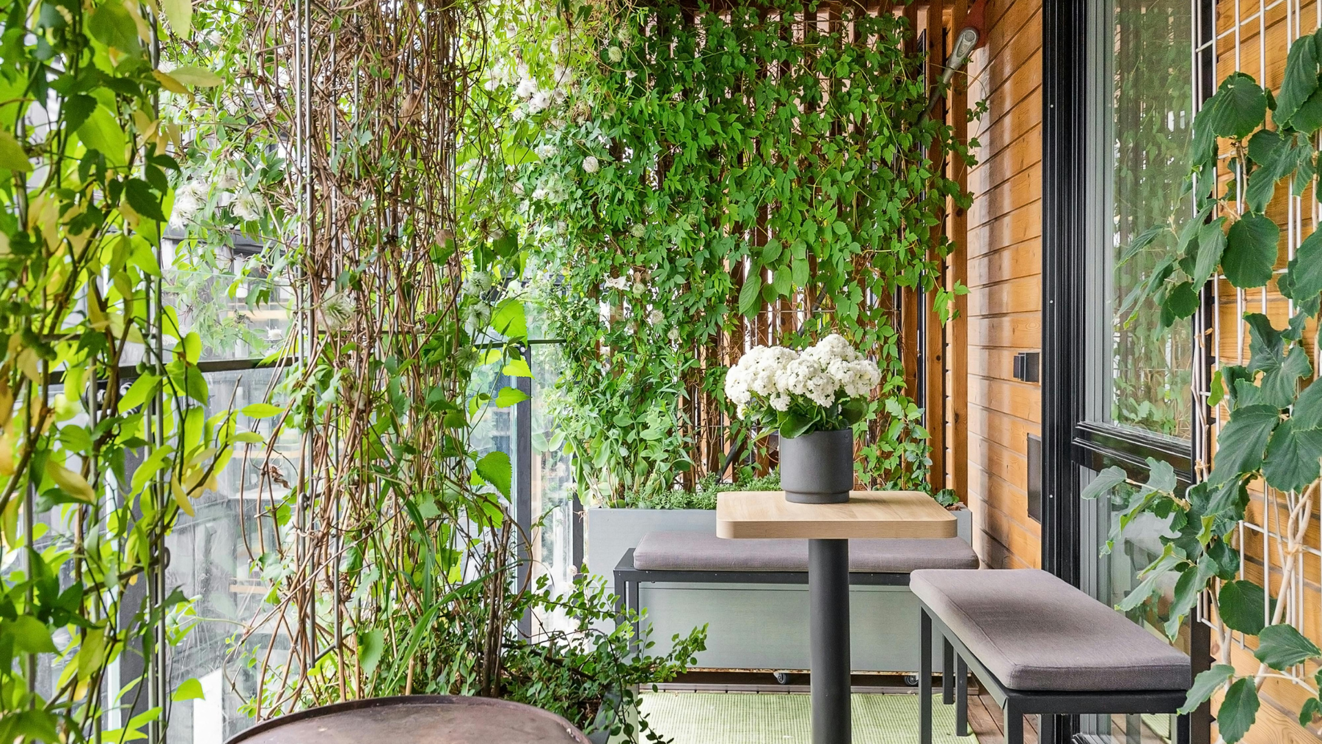 plante-terrasse